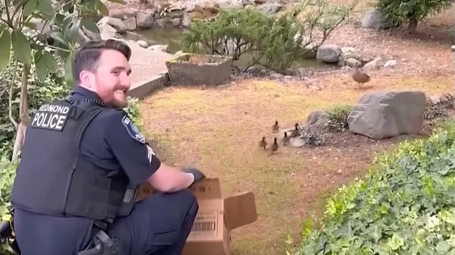 Ducklings Reunited With Mother Duck After Officers Rescue Them From Storm Drain
