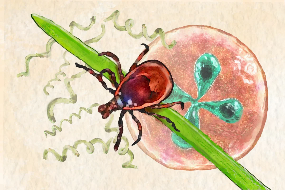 Ticks may carry pathogens such as the Babesia parasites (illustrated inside a red blood cell) and the Borrelia burgdorferi bacteria, which cause Lyme disease. (Illustrations by The Epoch Times, Getty Images)