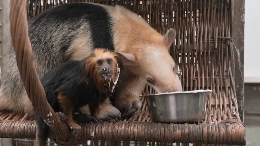 Unlikely Friendship Forms Between Rescued Monkey and Anteater at Budapest Zoo