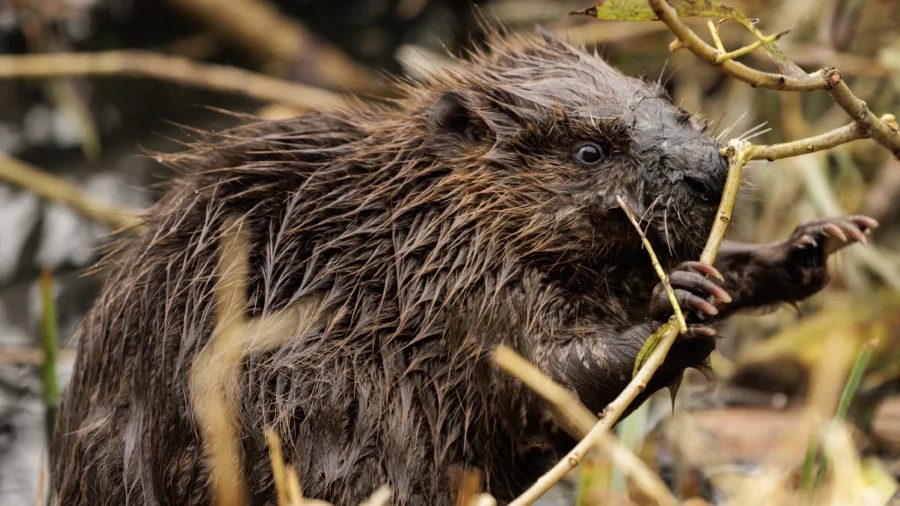 Health Officials Issue Warning After Beaver Bites 8-Year-Old Boy at New Jersey Lake