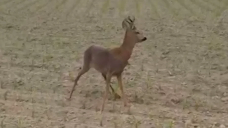 French Police Issue ‘Drunk Deer’ Warning