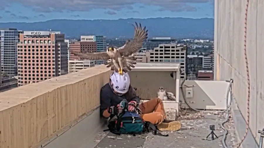 Falcon Parents Dive-Bomb Researcher Tagging Their Chicks