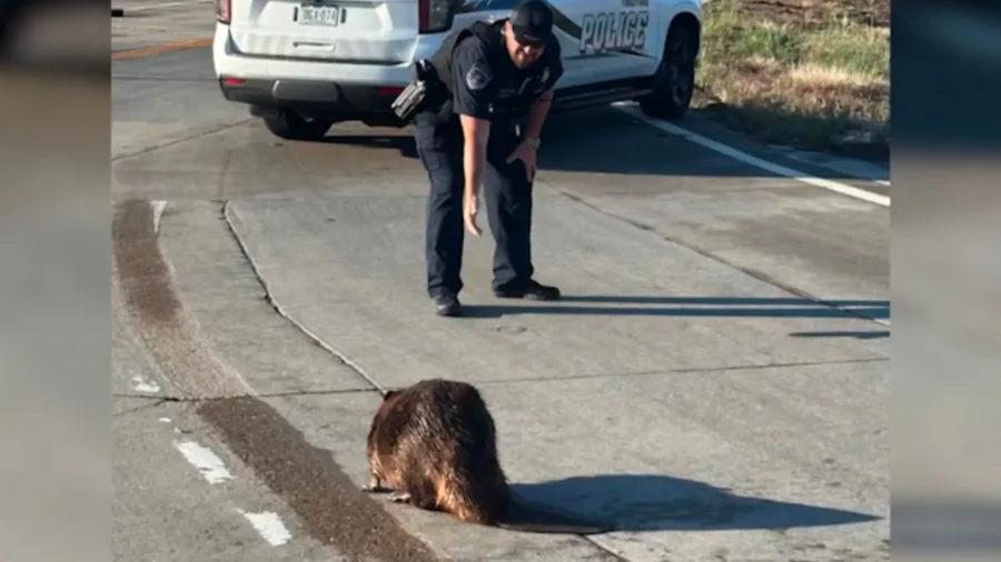 Toothy 4-Legged ‘Jaywalker’ Refuses to Cooperate With Colorado Police