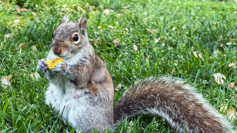 Wild Squirrels Roam Boston Common