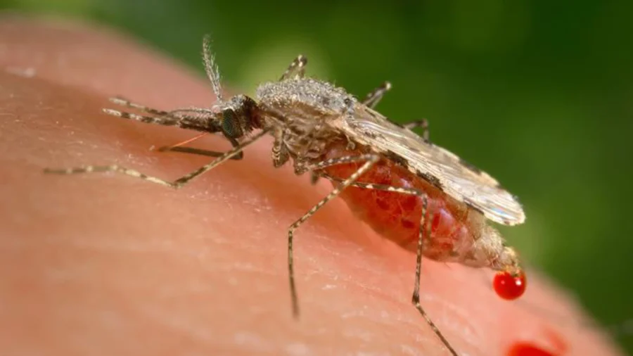 CDC Warns Malaria Could Be Reintroduced in US