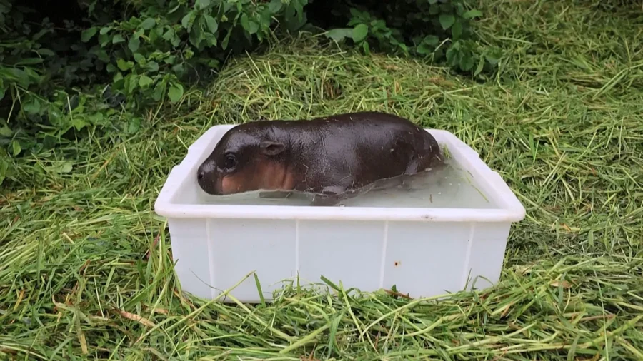 Rare Pygmy Hippo Born at Berlin Zoo Enjoys First Outdoor Bath
