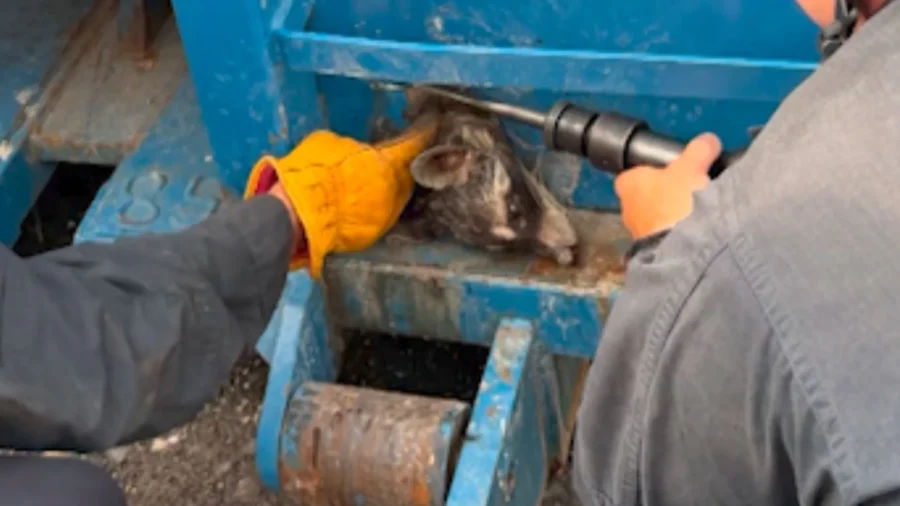 Arkansas Firefighters Rescue ‘Rocket,’ the Dumpster-Diving Raccoon
