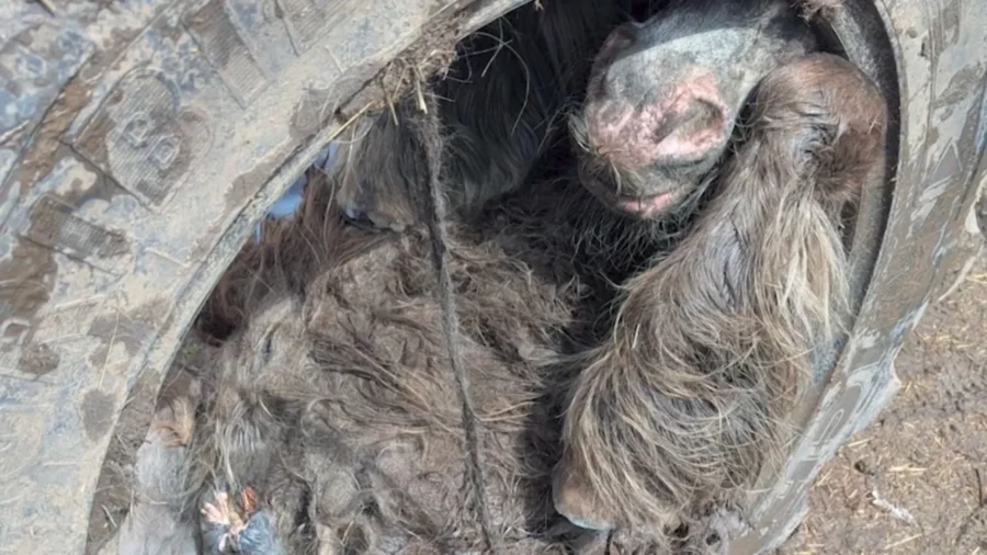 Pony Rescued After Getting Stuck in Tractor Tire