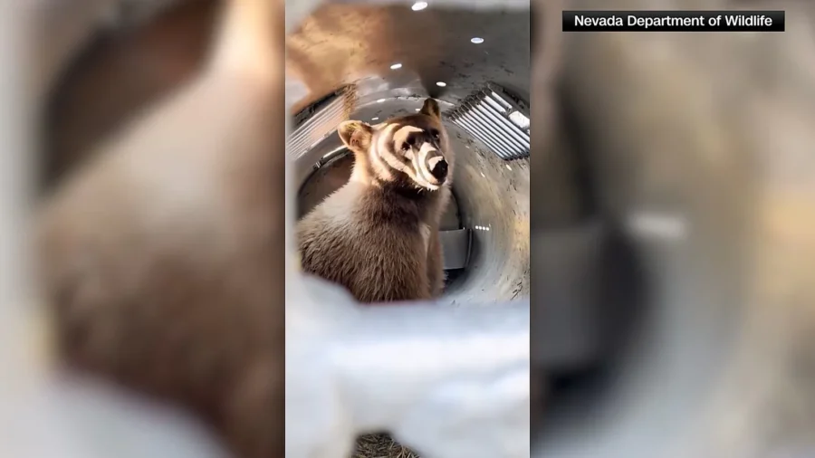 Bear That Was Stuck in Tree Rescued in Nevada
