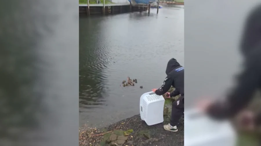 11 Ducklings Rescued From New York Storm Drain