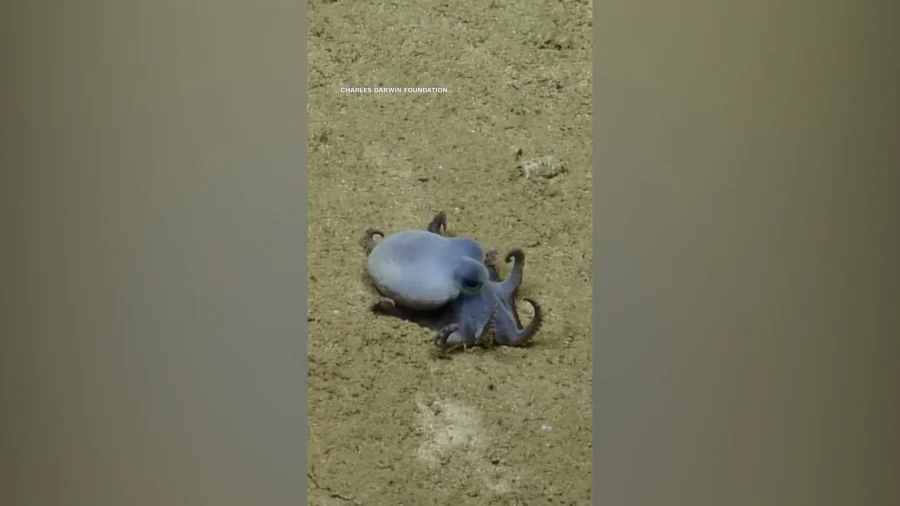 Scientists Discover Tiny Blue 'Adorable' Octopus