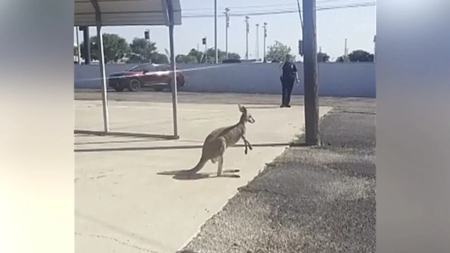 Runaway Kangaroo Leads Texas Police on Chase