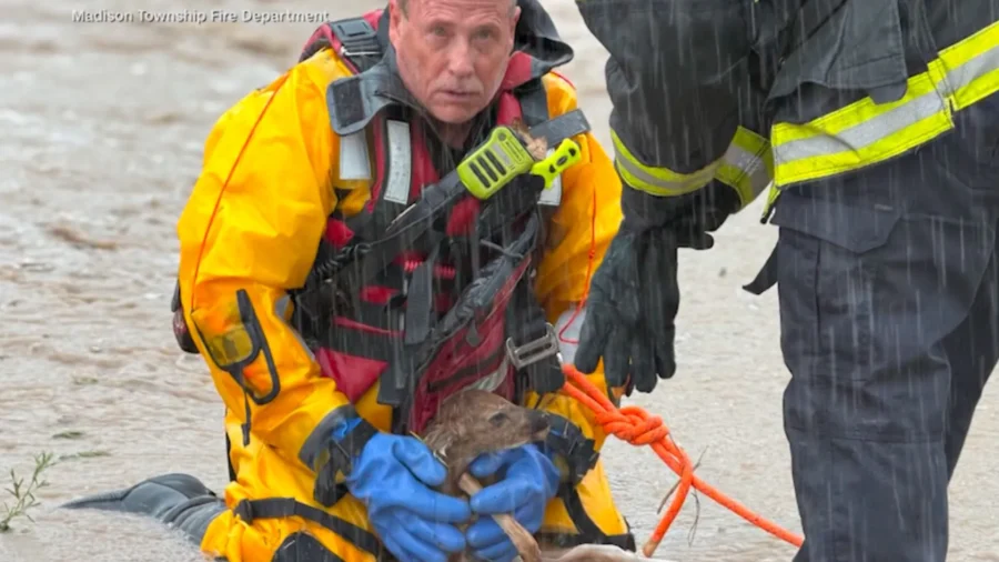 Crying Baby Deer Saved by Fireman From Rushing Floodwaters in Indiana
