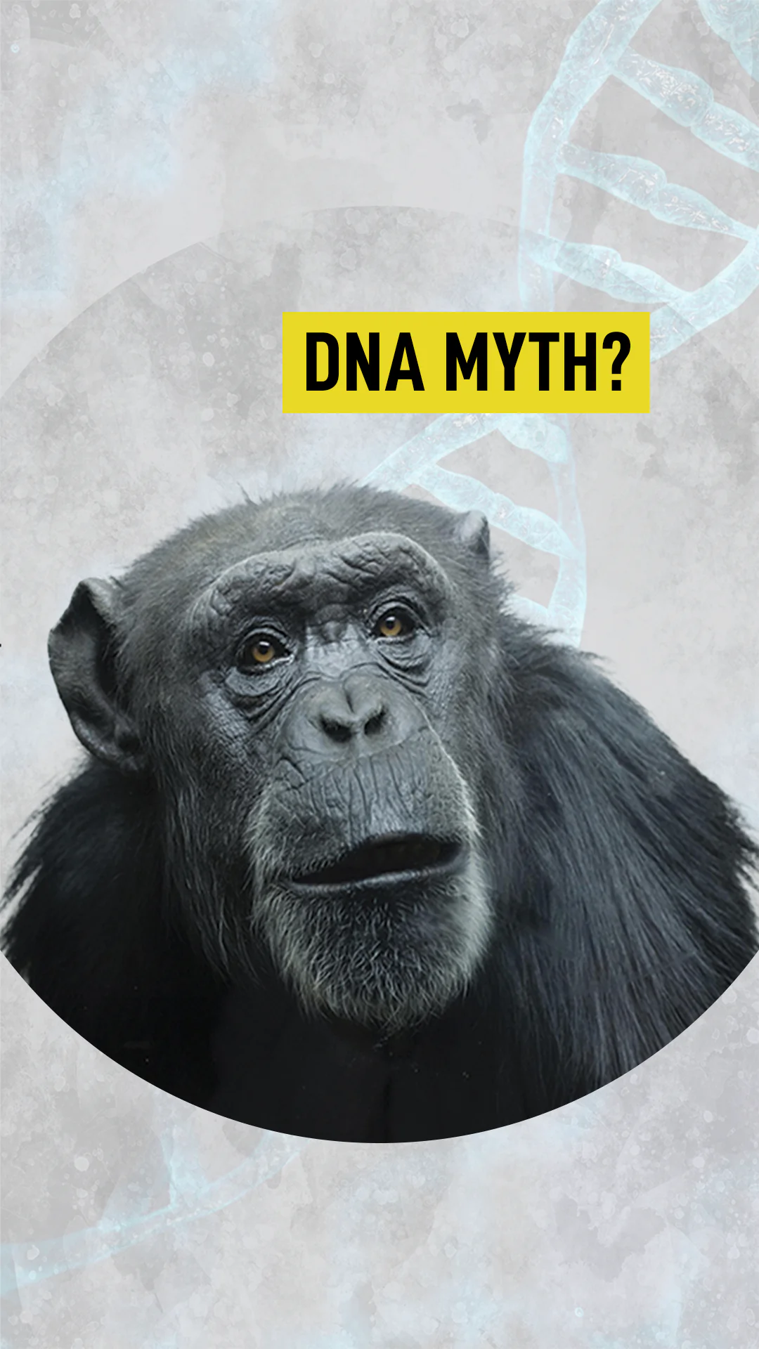 Are Humans and Chimps 99 Percent the Same?