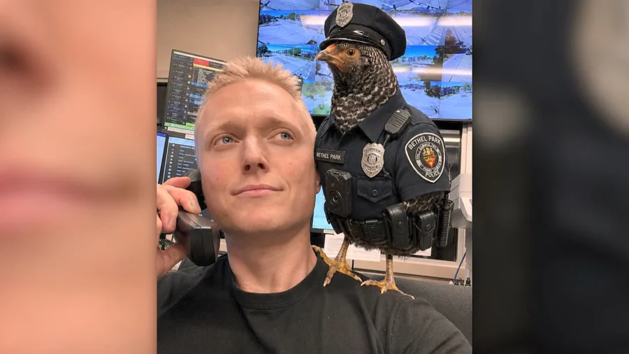 Runaway Chicken Becomes Temporary Police Recruit