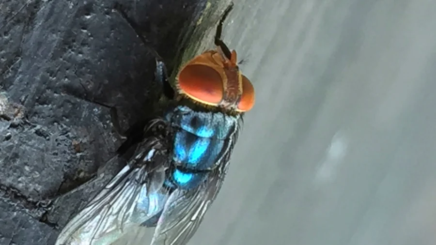 What to Know About the New World Screwworm Fly and Its Reappearance in the US