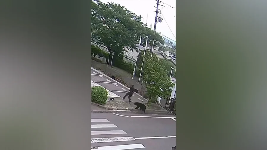 Japanese City Suspends 94 Schools After First-Ever Bear Sighting