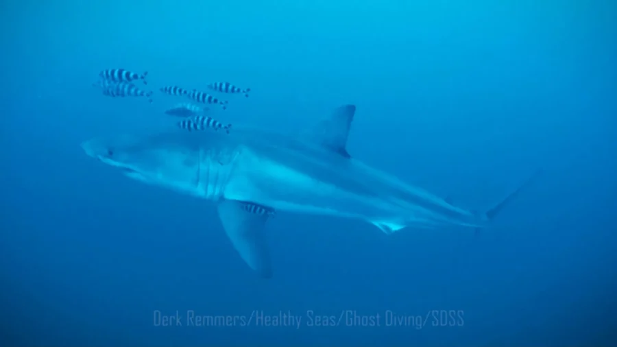 Rare Underwater Sighting of a Great White Shark Captured in Mediterranean