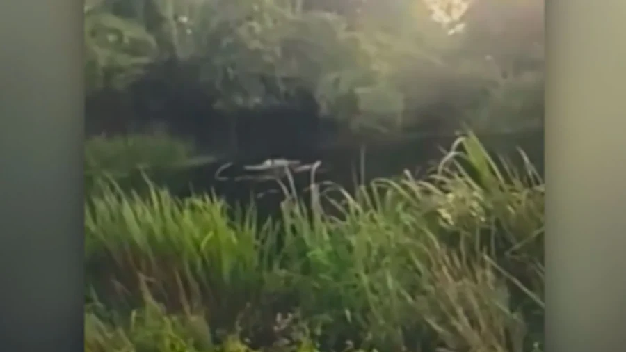 DWI Suspect Attacked by Alligator While Fleeing Authorities in Louisiana