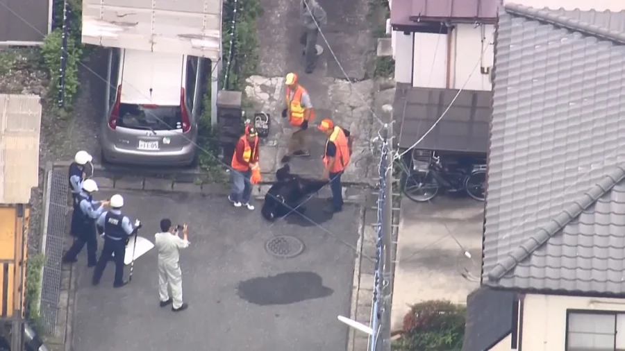 Japan Bear Captured After Multi-Day Hunt Closes Schools