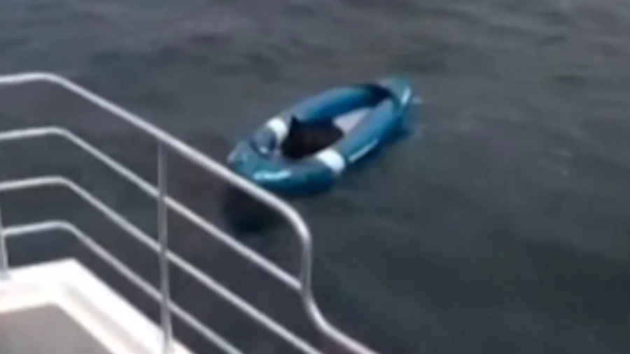 Dog Swept Miles Out to Sea, Rescued by Tour Boat Off English Coast