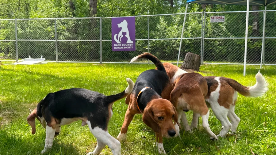 Wisconsin Beagle-Breeding Farm Closes