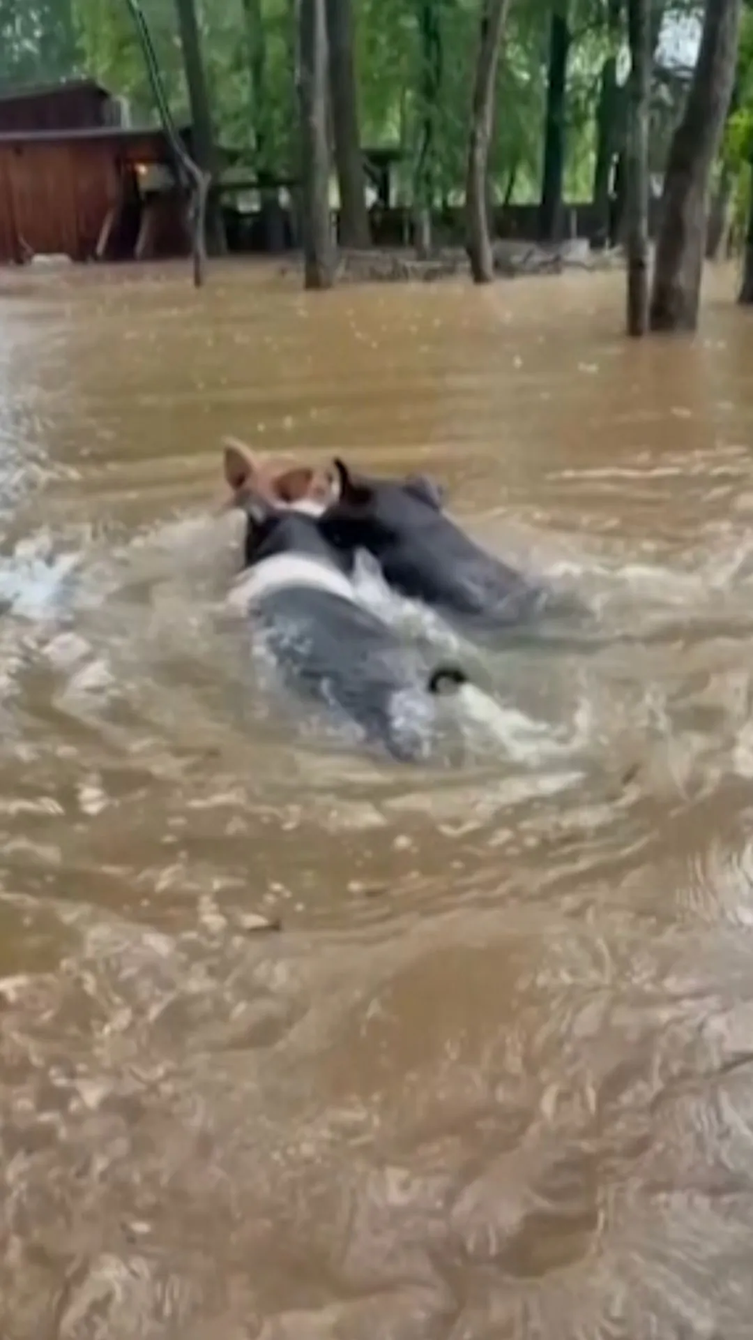Pigs Swim Through Floodwaters Left by Weakened Tropical Cyclone Arthur