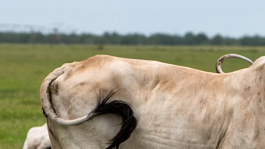 USDA Reports 3 New Cases of Screwworm, Bringing Total to 15