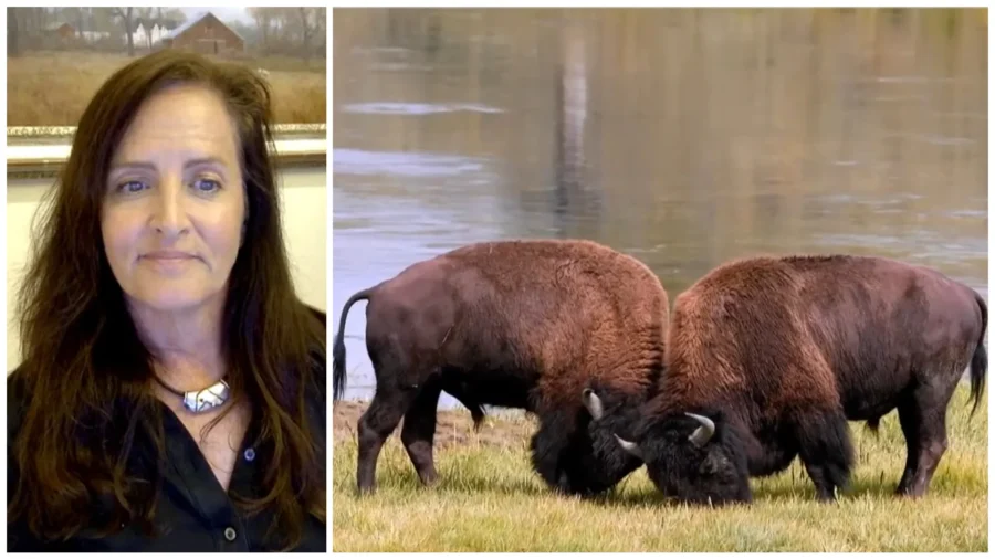 'Buffalo Nation' 250th Exhibit Celebrates With America's Iconic Mammal: Museum Director