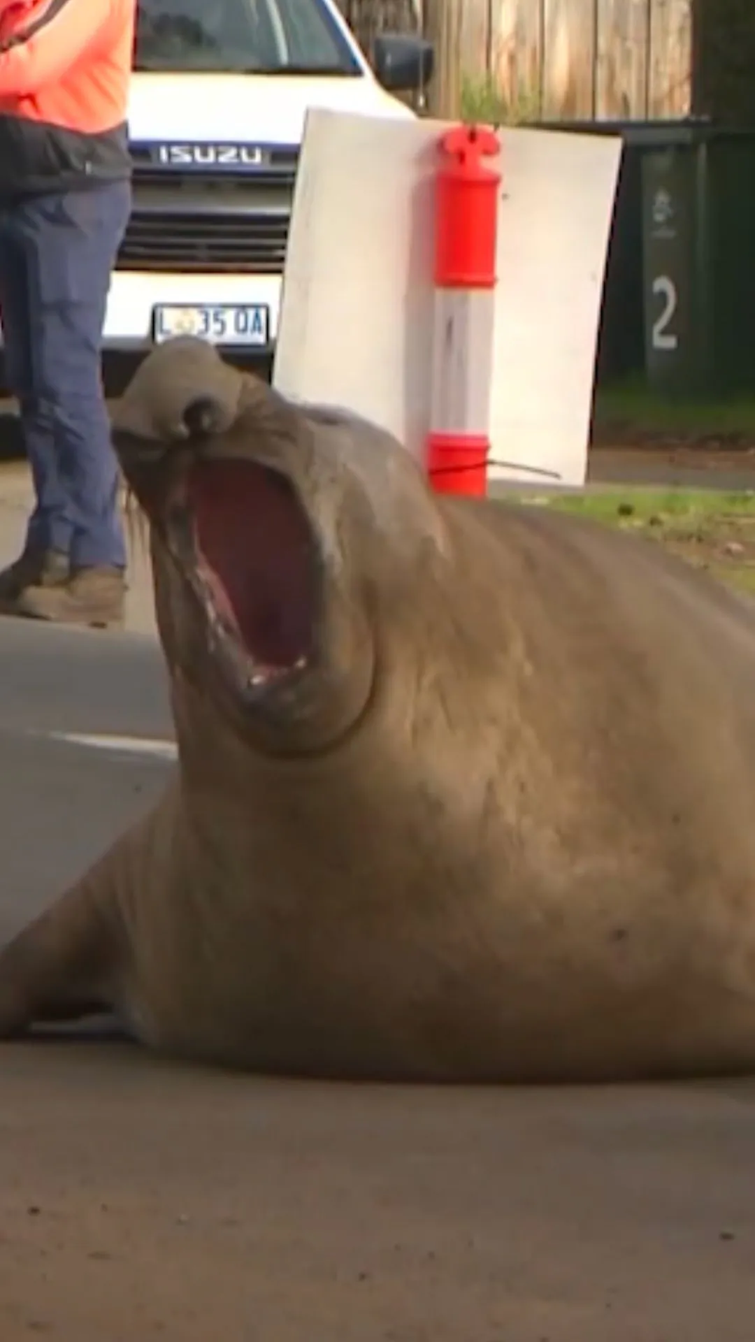 Neil the Seal Returns to Tasmania