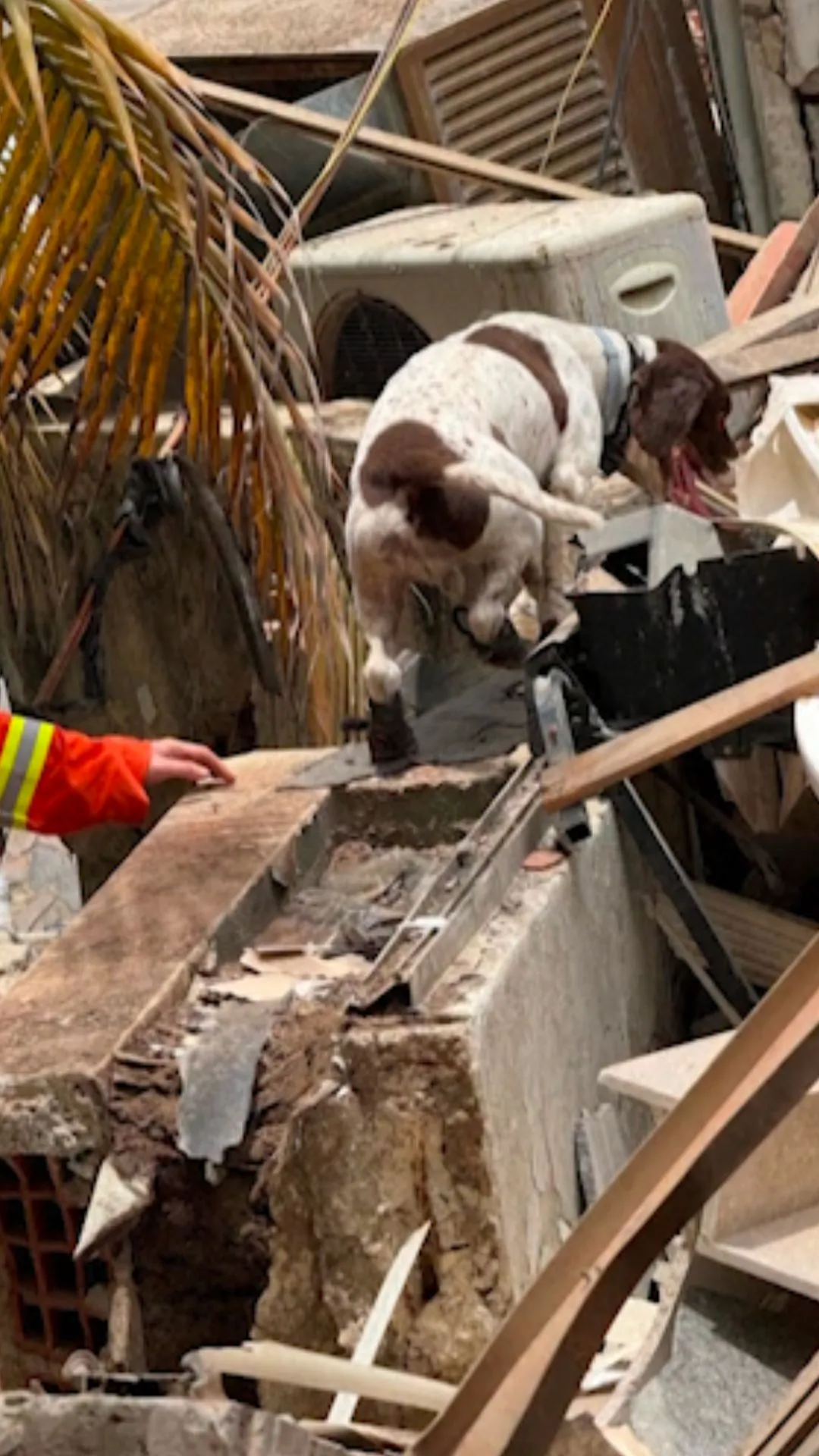 British Rescue Dogs Search Through Rubble in Venezuela