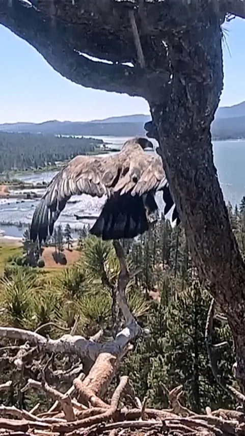 Young Bald Eagle Takes First Flight, Leaving Popular California Livestream Nest Empty