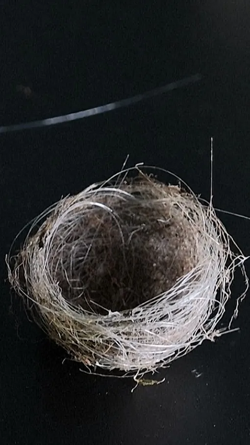 Birds’ Nests Made of Fiber-Optic Cables Show War’s Impact on Ukraine