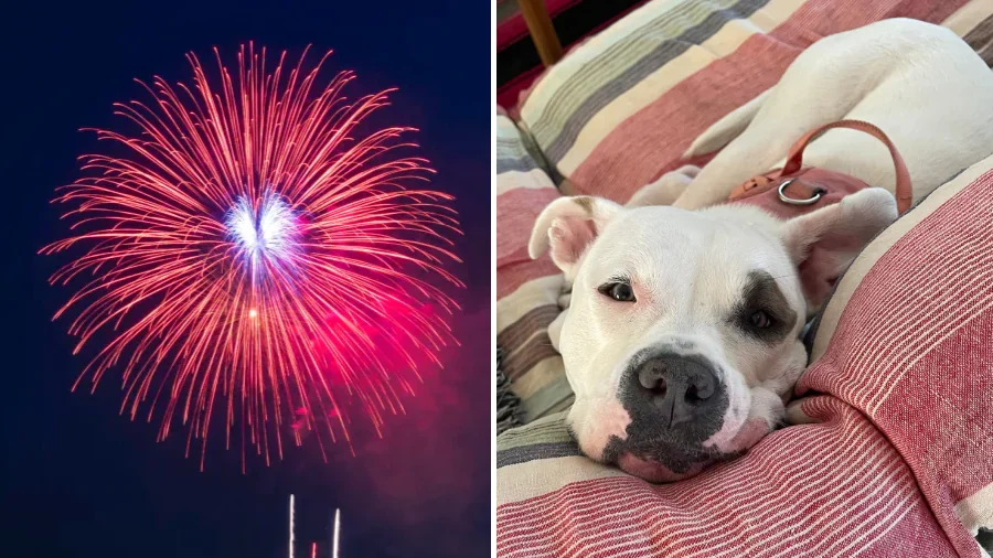 How to Keep Pets Safe During Fourth of July Fireworks Celebrations