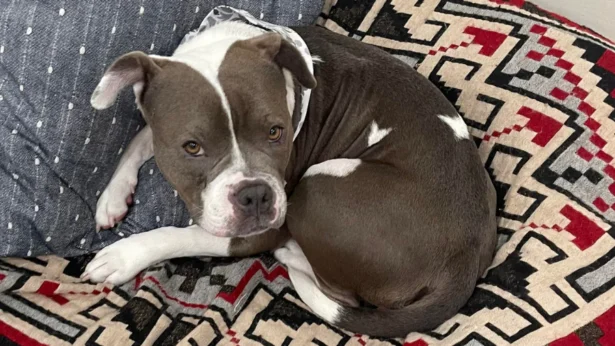 Dog lying in bed with pillow and blanket. (Audrey Simons via NTD)