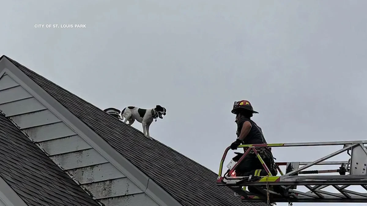 Dog Nicknamed ‘Houdini’ Appears on Roof Top in Minnesota