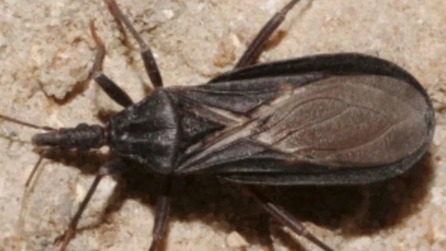 San Diego County Confirms First Locally Acquired Chagas Disease Case, Tied to 'Kissing Bug' Exposure