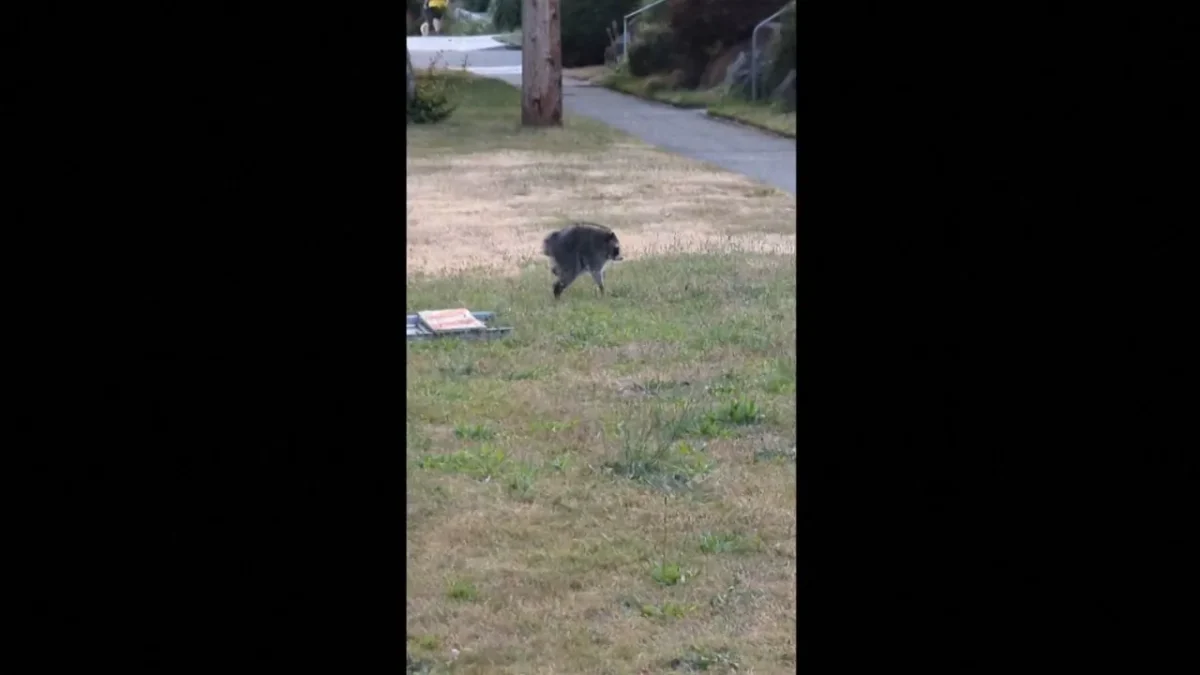 'An Orb With Really Long Legs': Jimothy the Seattle Raccoon Becomes Viral Sensation
