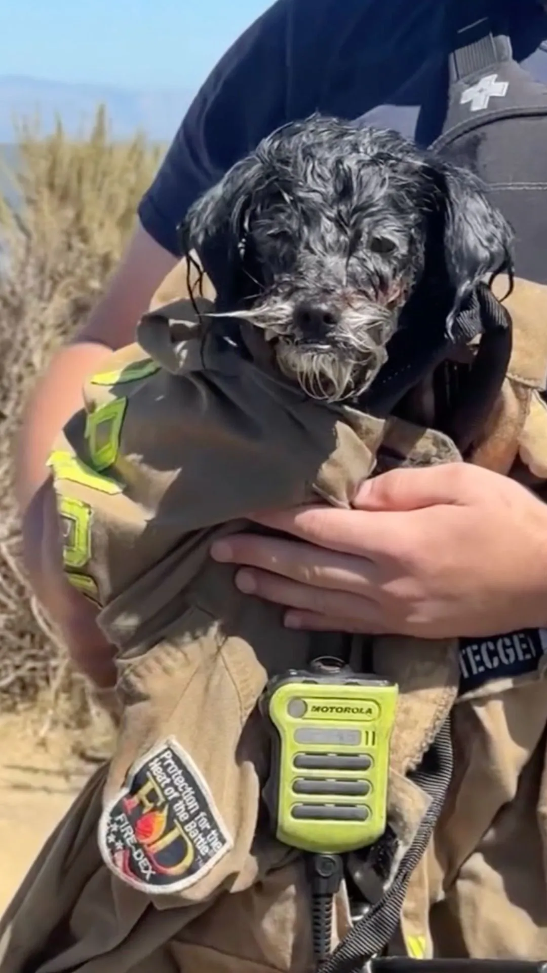 Water Rescue Team Saves Small Dog Swimming Alone in San Francisco Bay