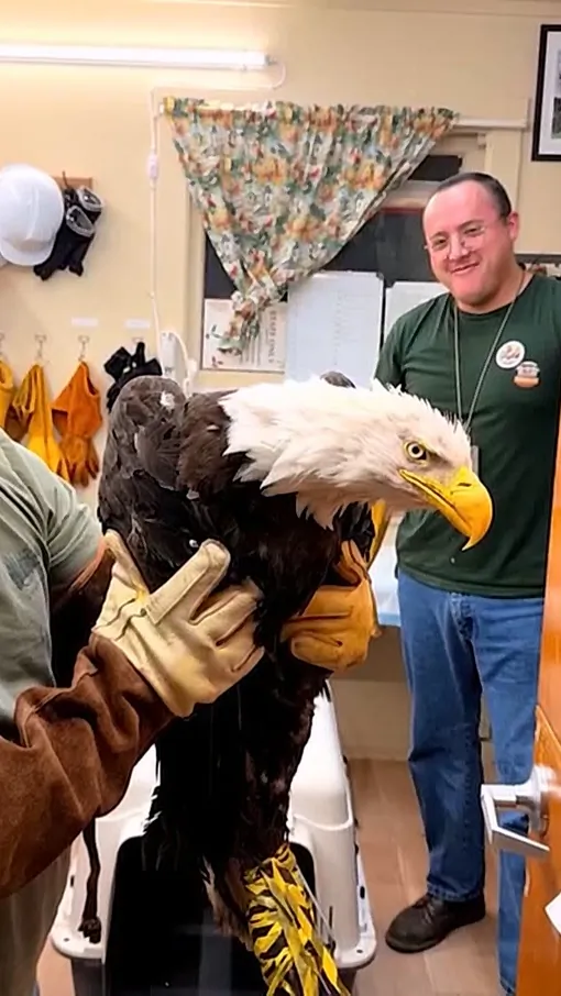 Jackie the Bald Eagle Rescued After Fight With Other Birds in California