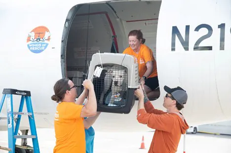 88 Texas Cats and Dogs Flown to Utah Amid Flooding
