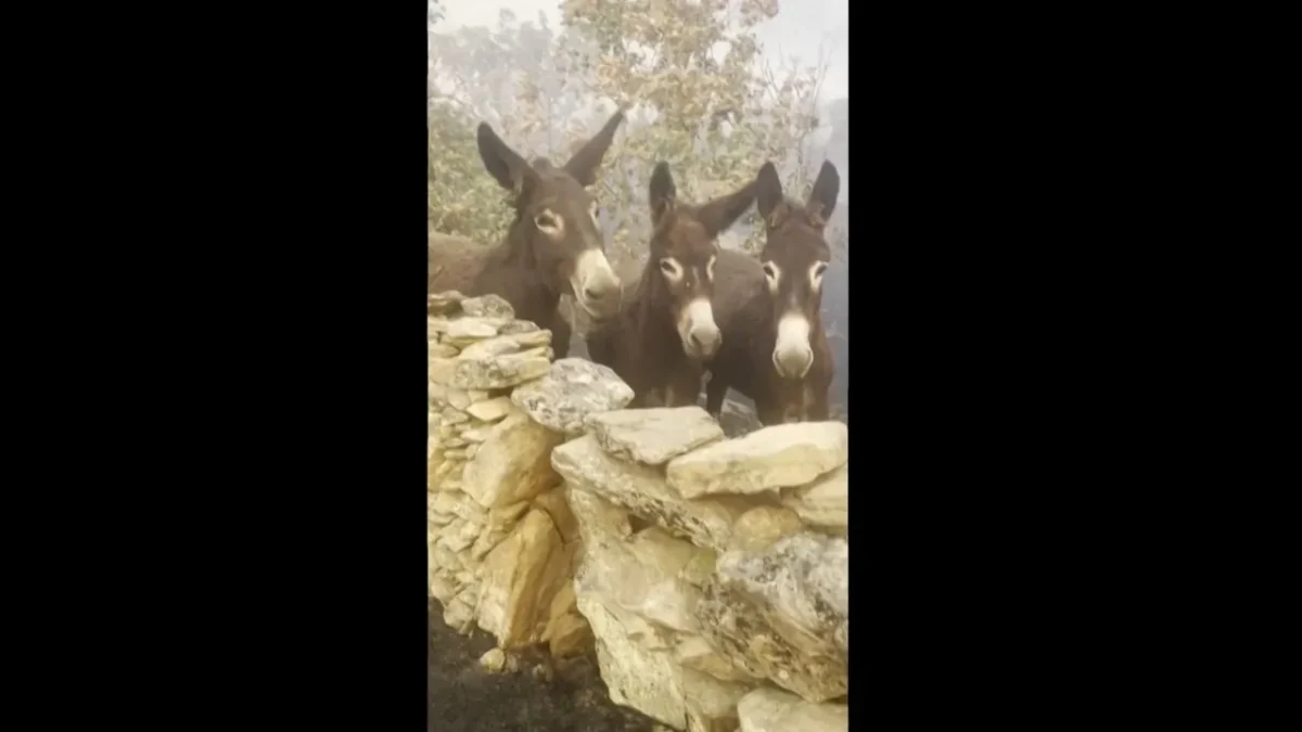 Spanish Farmer Reunites With Her Donkeys After Escaping Wildfire