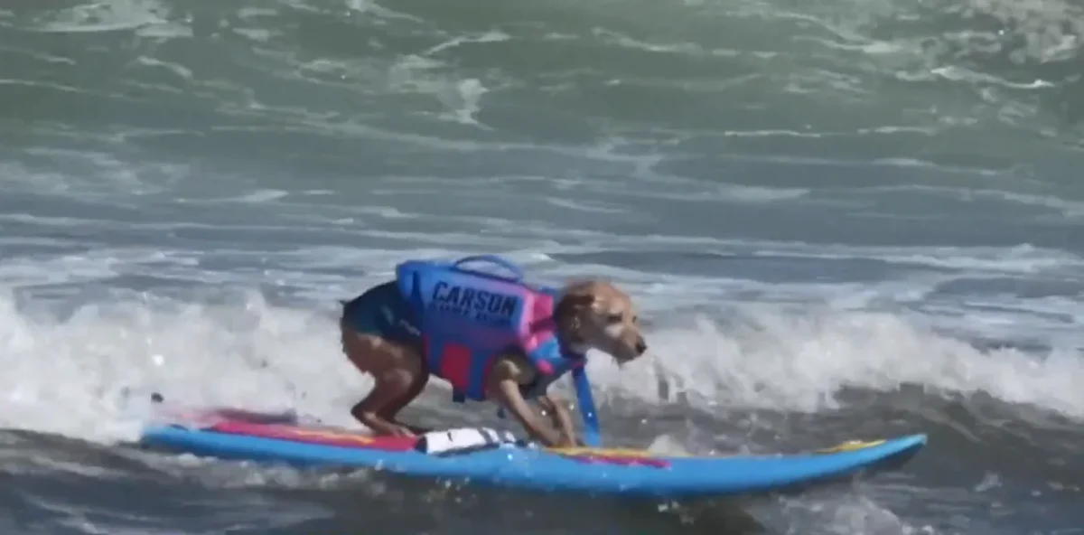 Dogs Show Off Skills at World Dog Surfing Championships