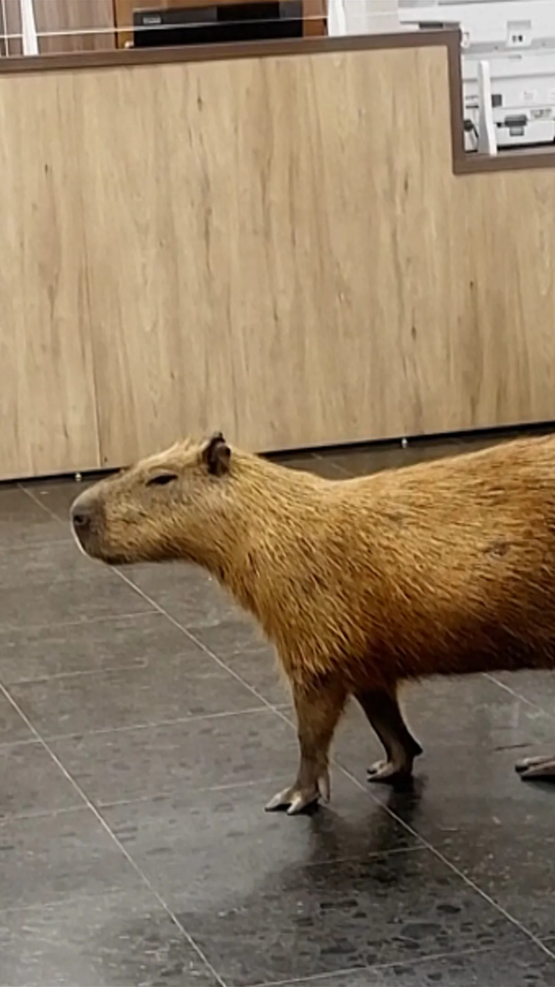 Capybaras Spotted Roaming Halls of Brazilian State Legislature Building