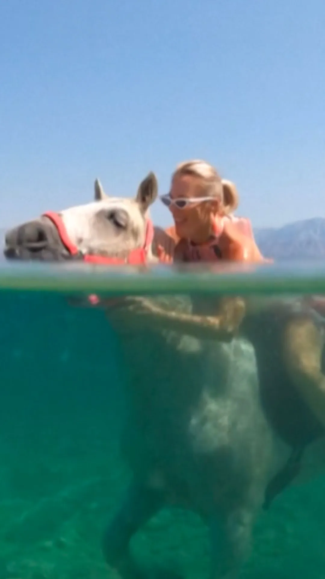 Tourists, Horses Escape Croatian Heat by Swimming in the Sea