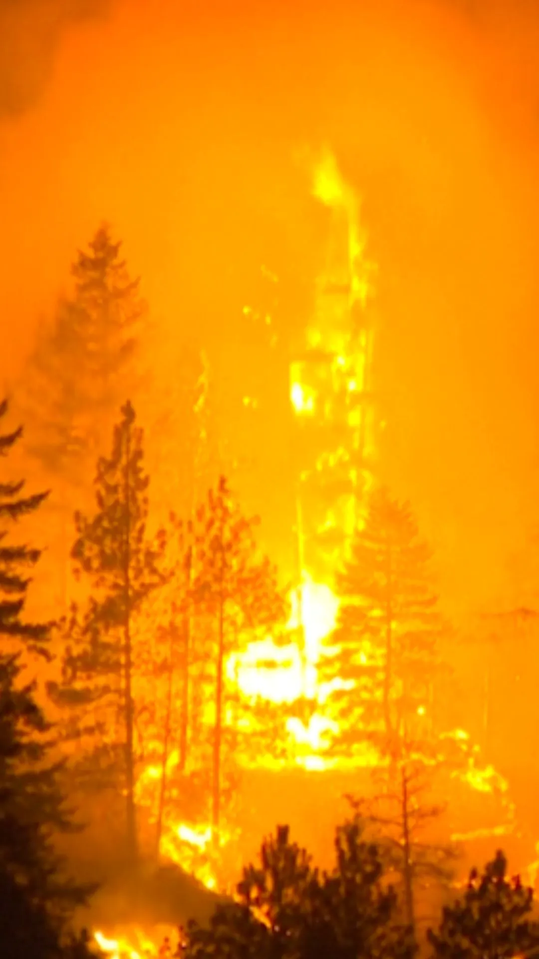 Trees Engulfed in Flames as Fast-Moving Bald Range Wildfire Burns in Canada