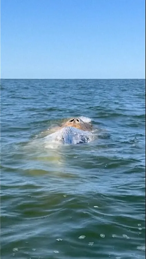 Whale in Danger of Stranding on Polish Beach Escorted Back Out Into Baltic Sea