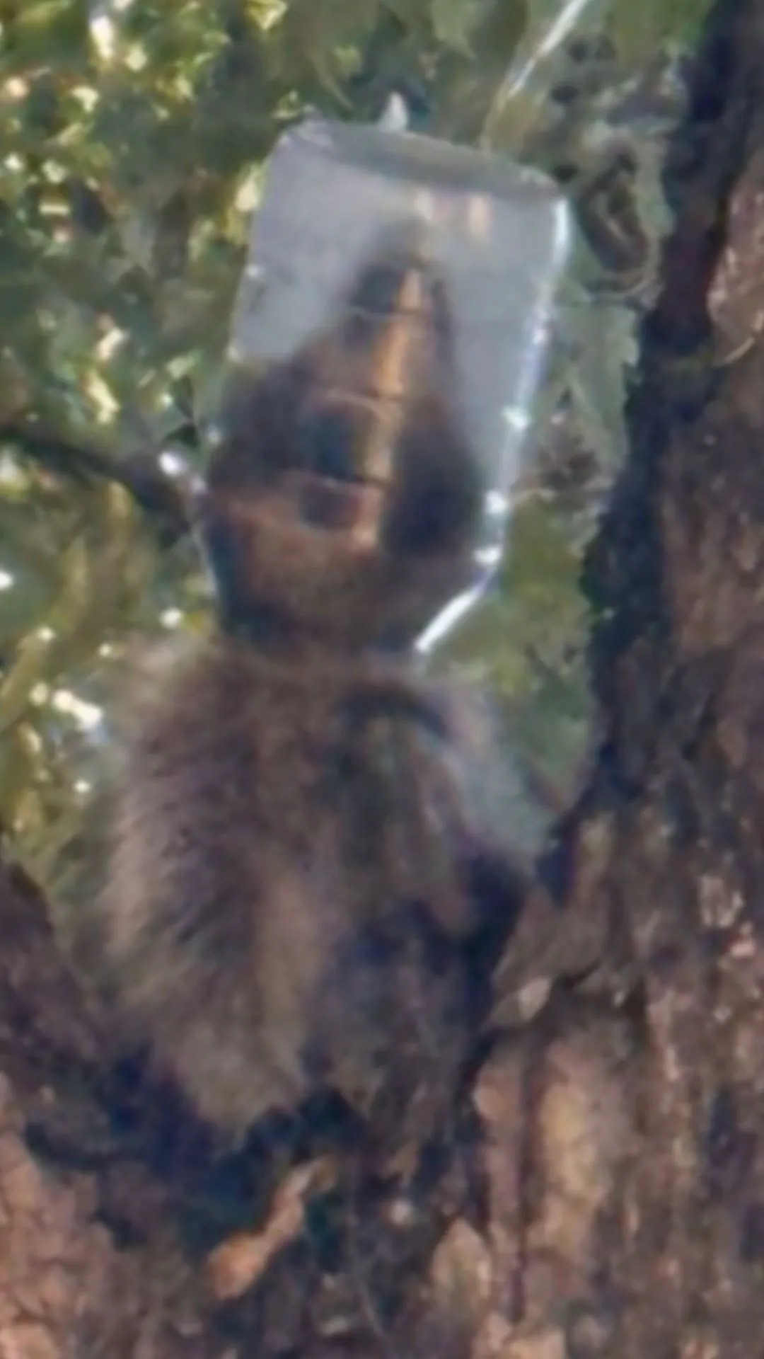 Raccoon Named ‘Mayonesa’ Rescued After Getting Head Stuck in Mayo Jar
