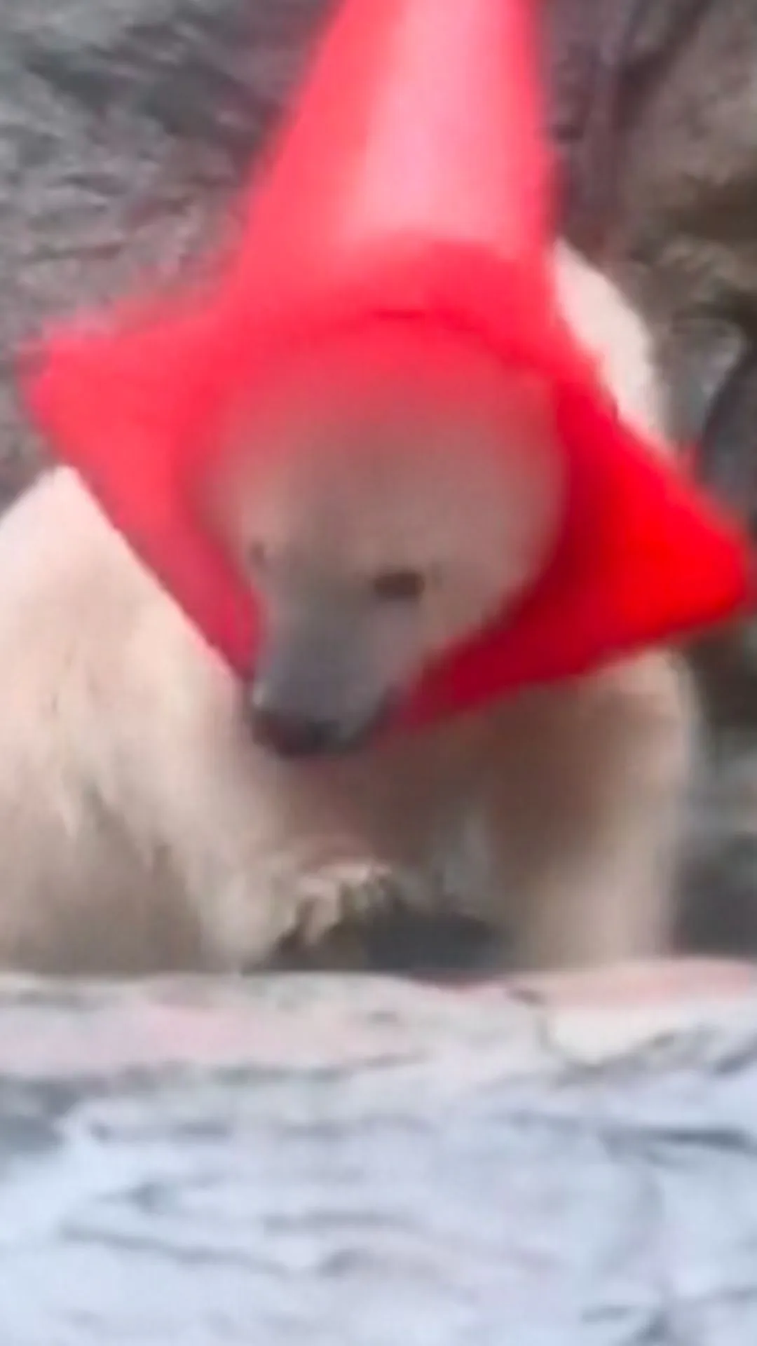 Polar Bear Cub in Japan Goes Viral for His Love of Traffic Cones