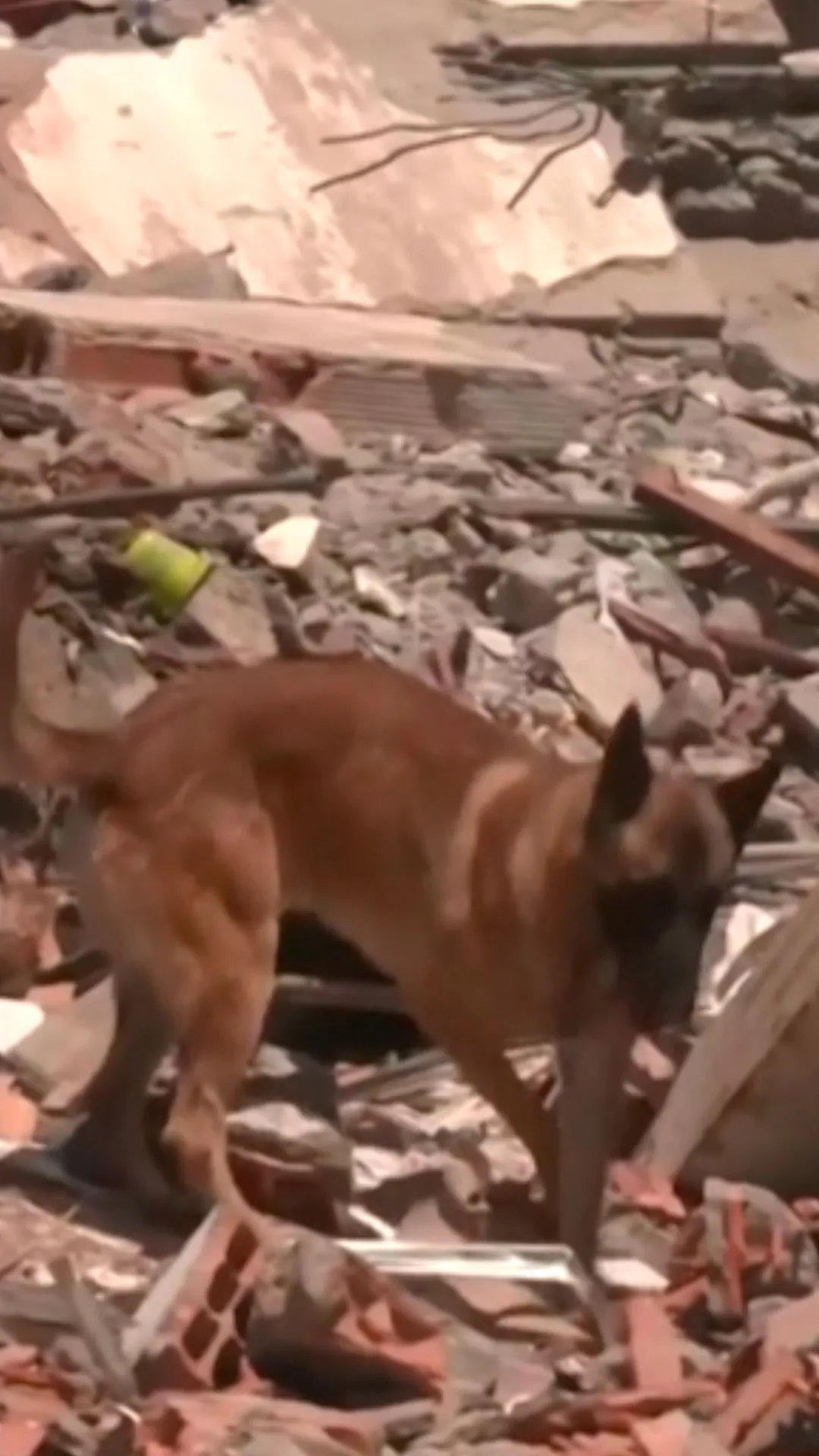 Rescue Teams Use Search Dogs to Find Quake Survivors in Pereira, Colombia